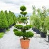 Arbre Nuage Japonais Juniperus Fitzeriana Taille 160/180 Cm Container 90L