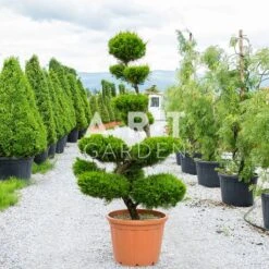 Arbre Nuage Japonais Juniperus Fitzeriana Taille 160/180 Cm Container 90L
