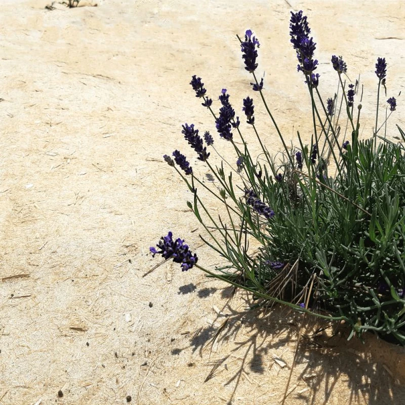 Toile De Paillage Biodégradable 450g/m² En Chanvre TenCate Bio Weed Stop Pro 2 Toile De Paillage Biodégradable 450g/m² En Chanvre TenCate Bio Weed Stop Pro – Image 2